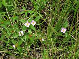 Image of Antherotoma debilis (Sond.) H. Jacques-Félix