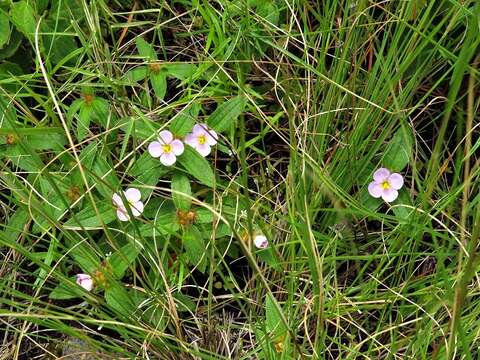 Слика од Antherotoma debilis (Sond.) H. Jacques-Félix