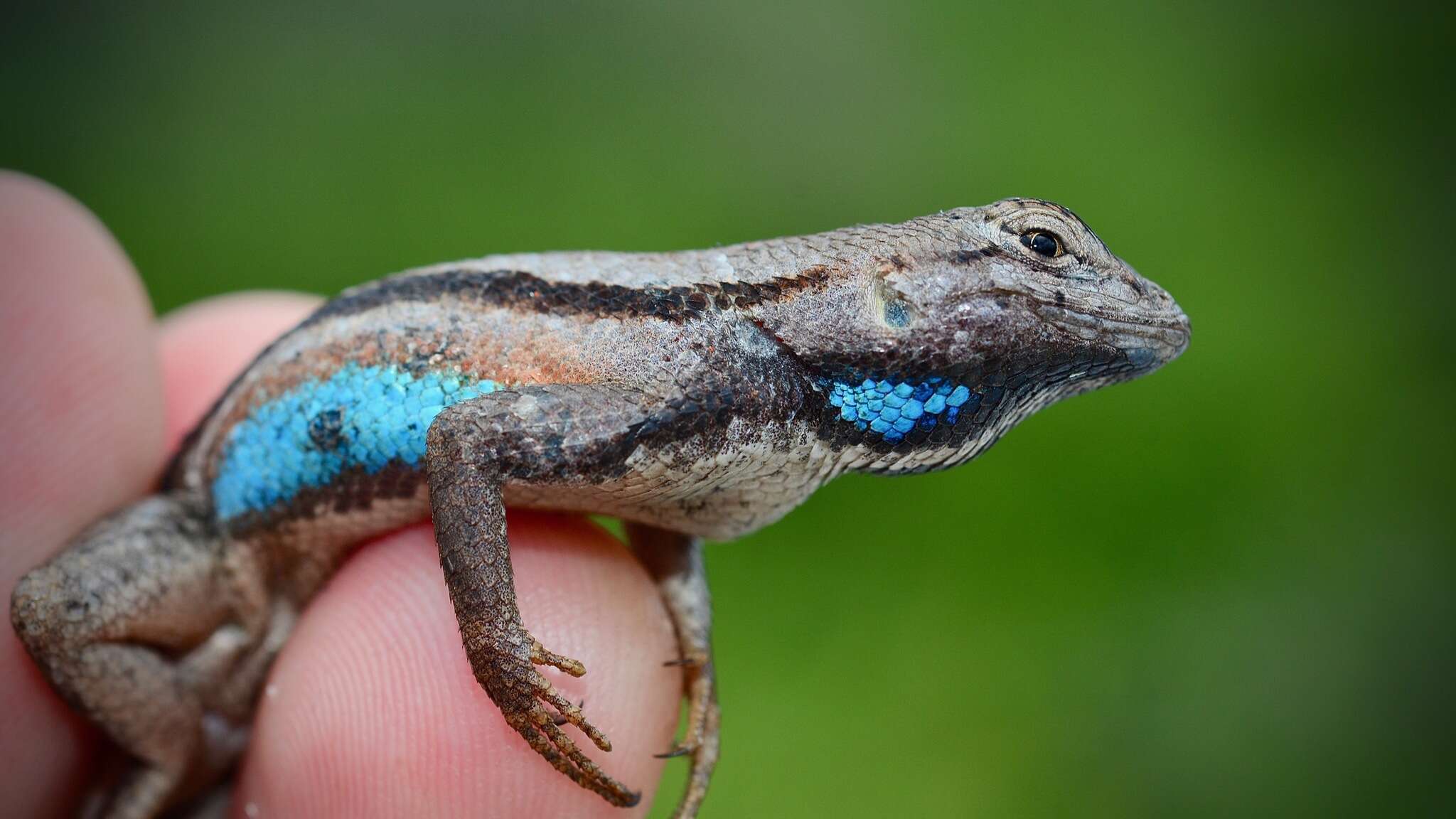Image of Florida Scrub Lizard