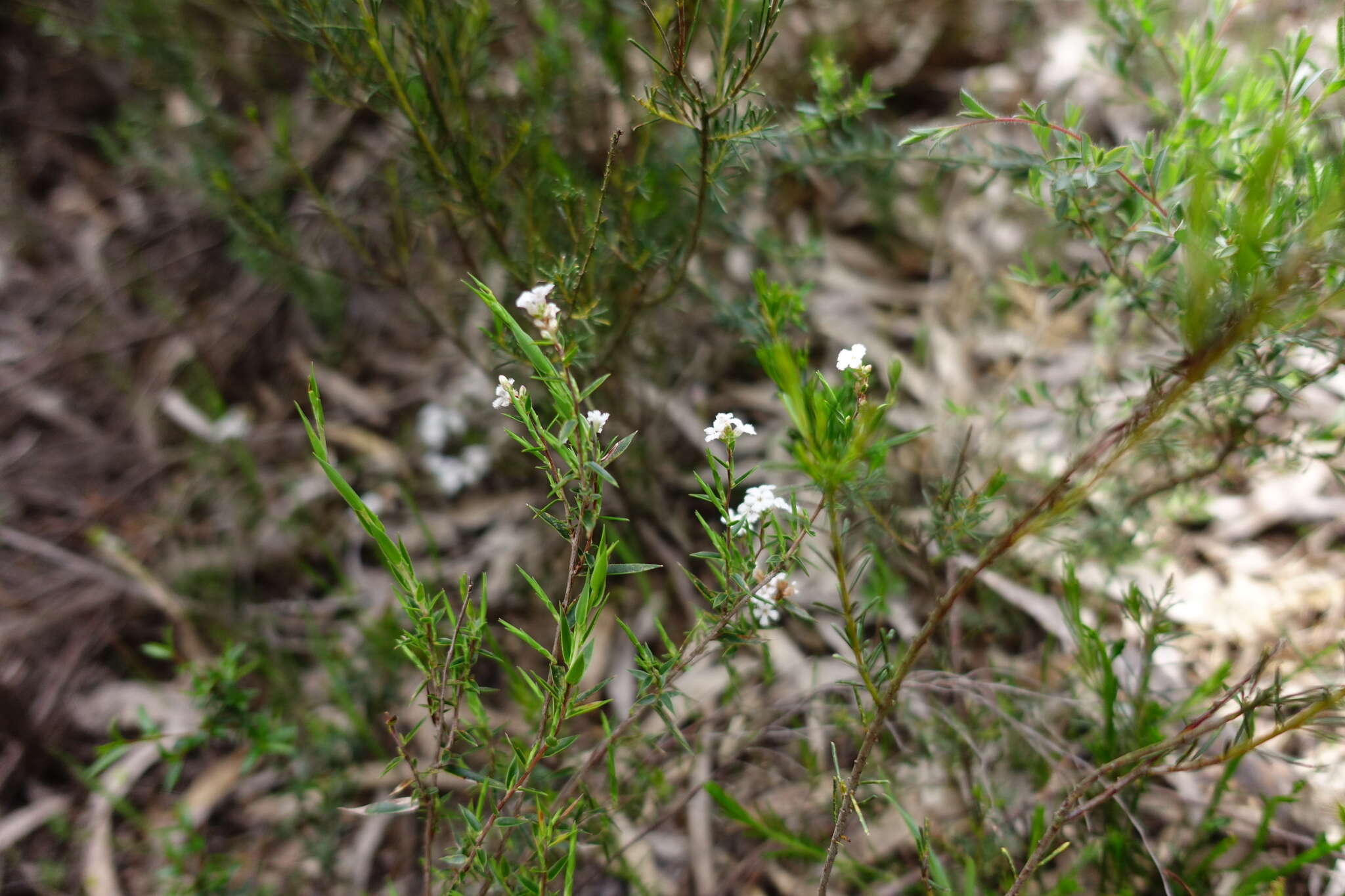 Image of Leucopogon virgatus var. virgatus