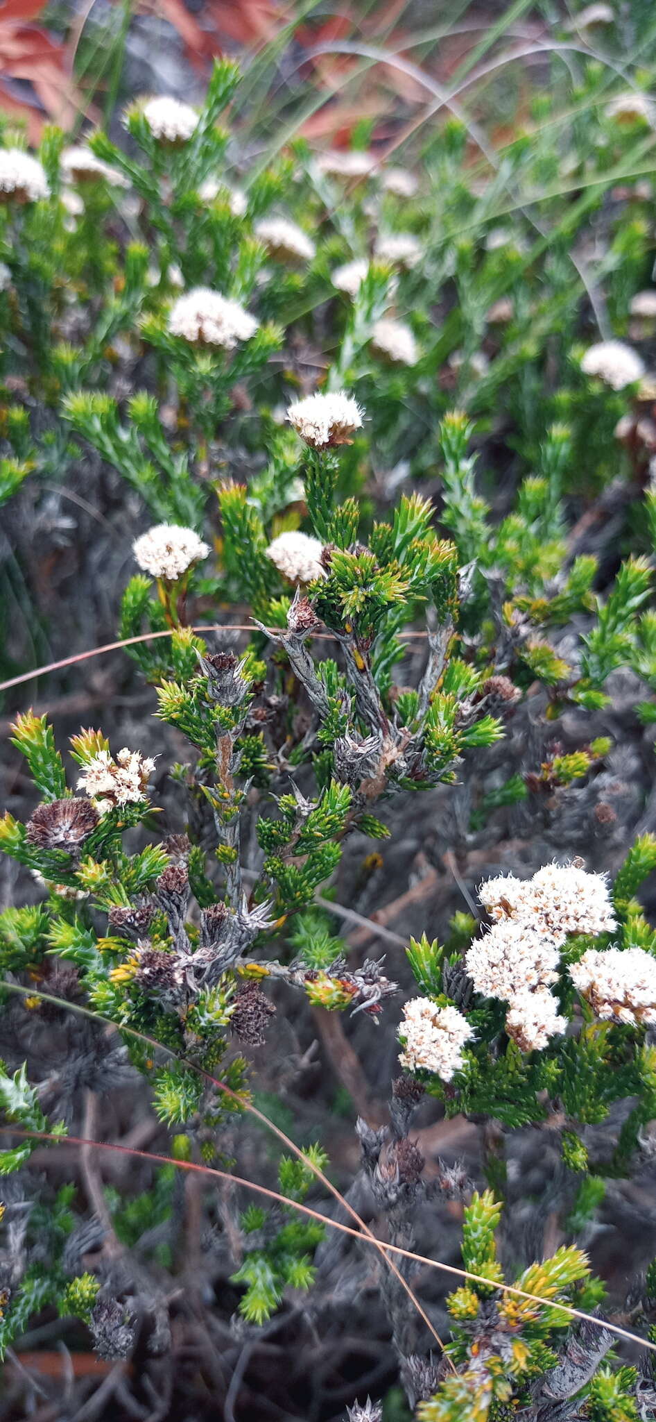 Image of Metalasia erectifolia Pillans
