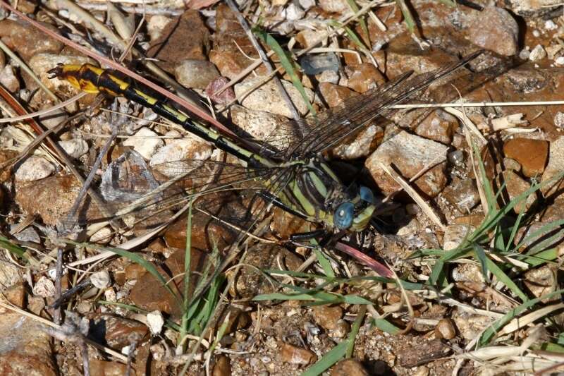 صورة Phanogomphus militaris (Hagen ex Selys 1858)