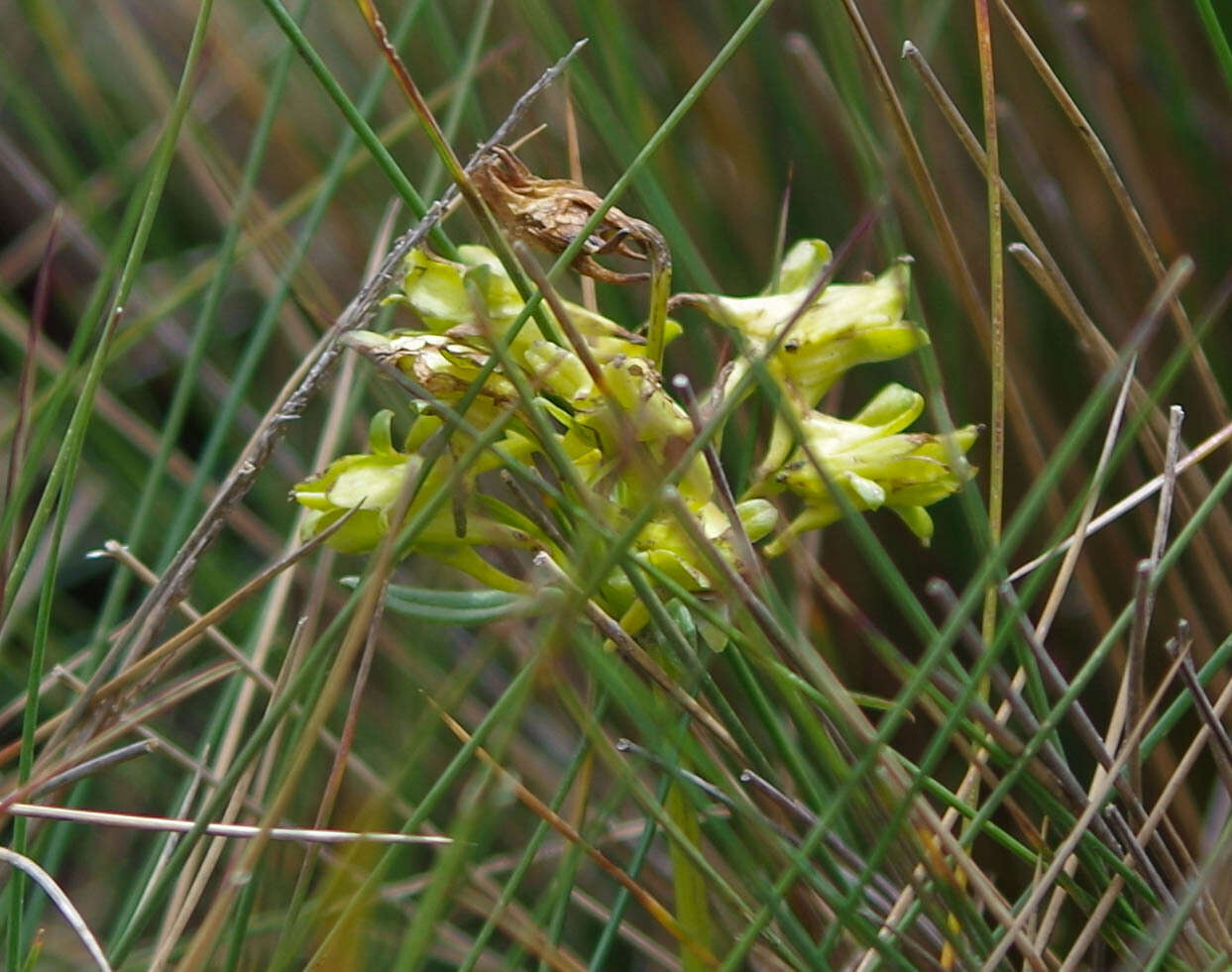 Image of Halenia weddelliana Gilg