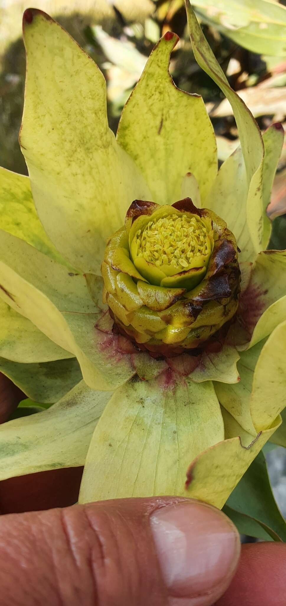 Image of Leucadendron cordatum E. Phillips