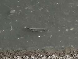 Image of Blotched snakehead