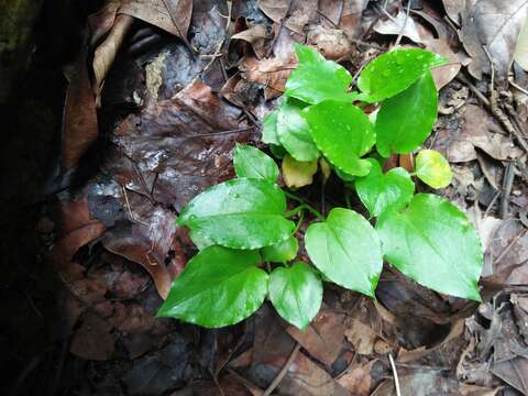 Image of Typhonium flagelliforme (G. Lodd.) Blume