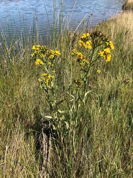 Image of water ragwort