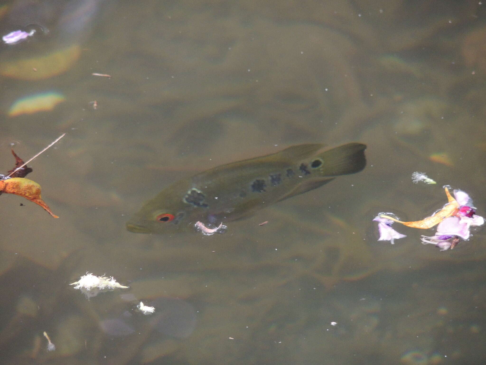 Image de Cichlasoma trimaculatum (Günther 1867)