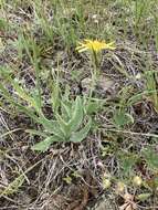 Agoseris glauca var. dasycephala (Torr. & A. Gray) Jepson resmi