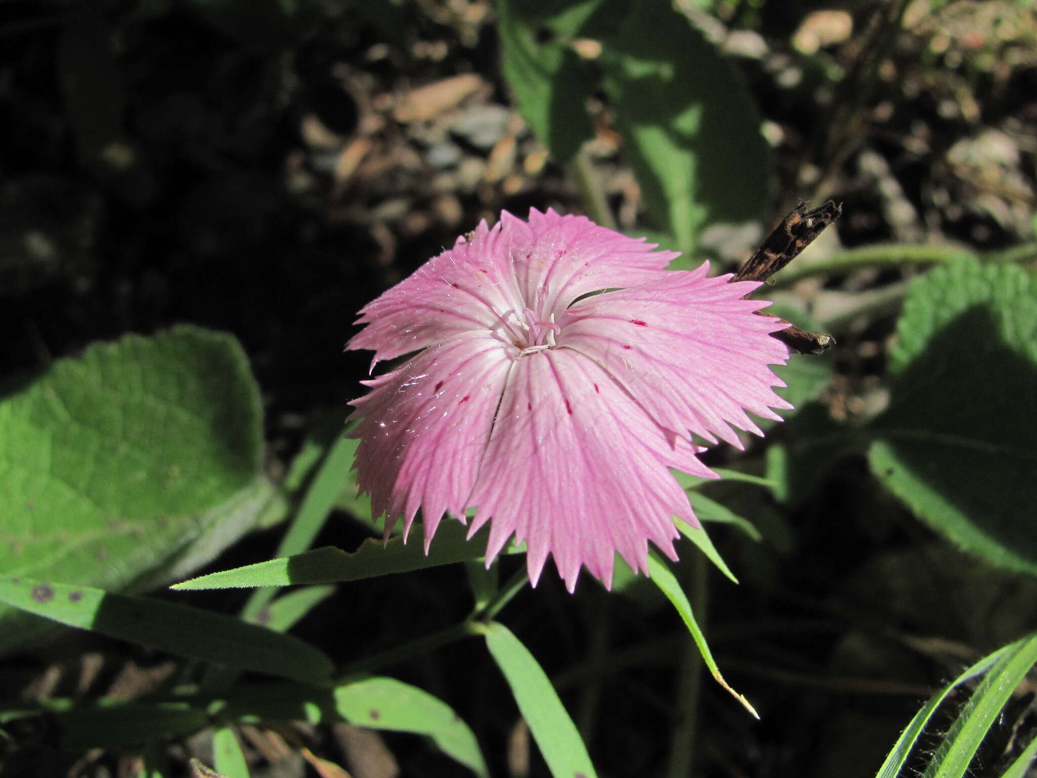 Image of Dianthus caucaseus Sims