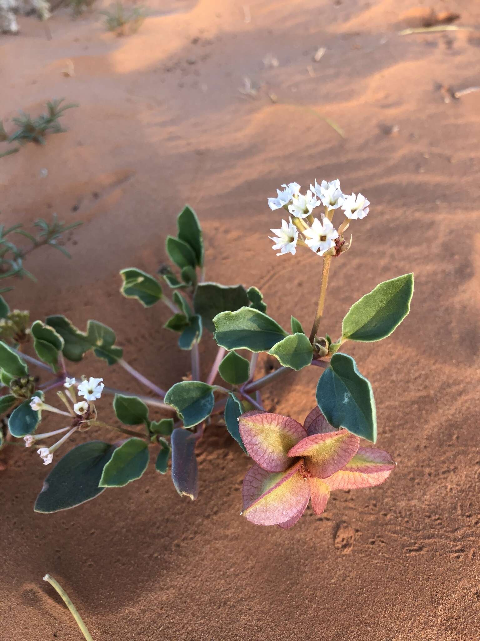 Image of winged sandpuffs