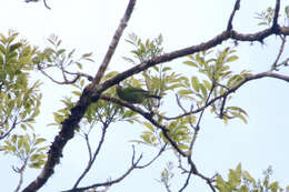 Image of Rufous-winged Tanager