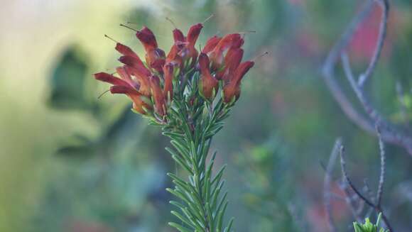 Image of Erica chloroloma Lindl.