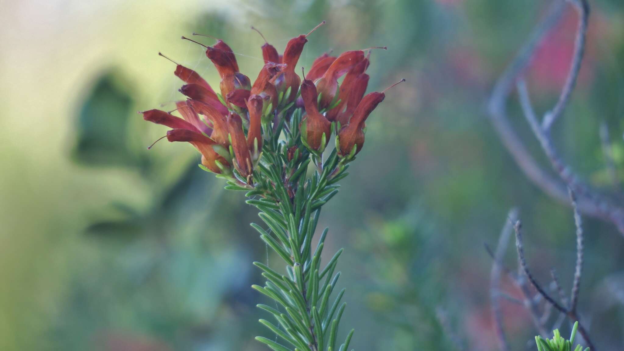 Imagem de Erica chloroloma Lindl.