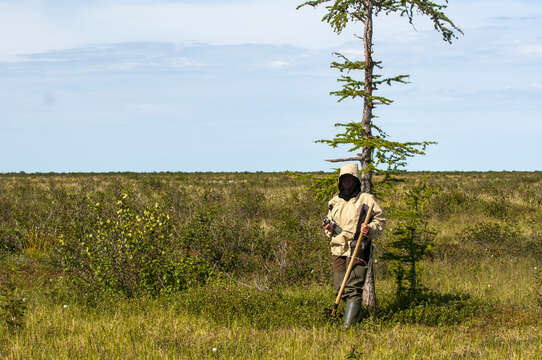 Image de Larix gmelinii var. gmelinii