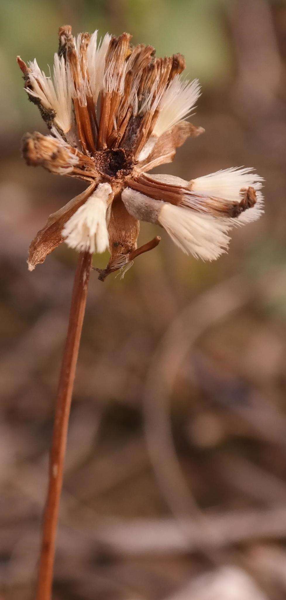 Image of Othonna auriculifolia Licht. ex Less.