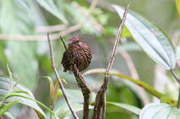 Image of Long-billed Wren-Babbler