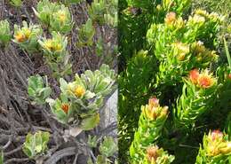 Image of Leucospermum oleifolium (P. J. Bergius) R. Br.