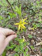 Image de Forsythia intermedia Zabel