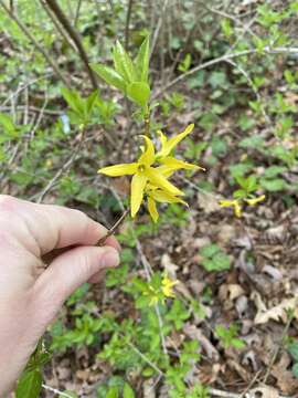 Forsythia intermedia Zabel resmi