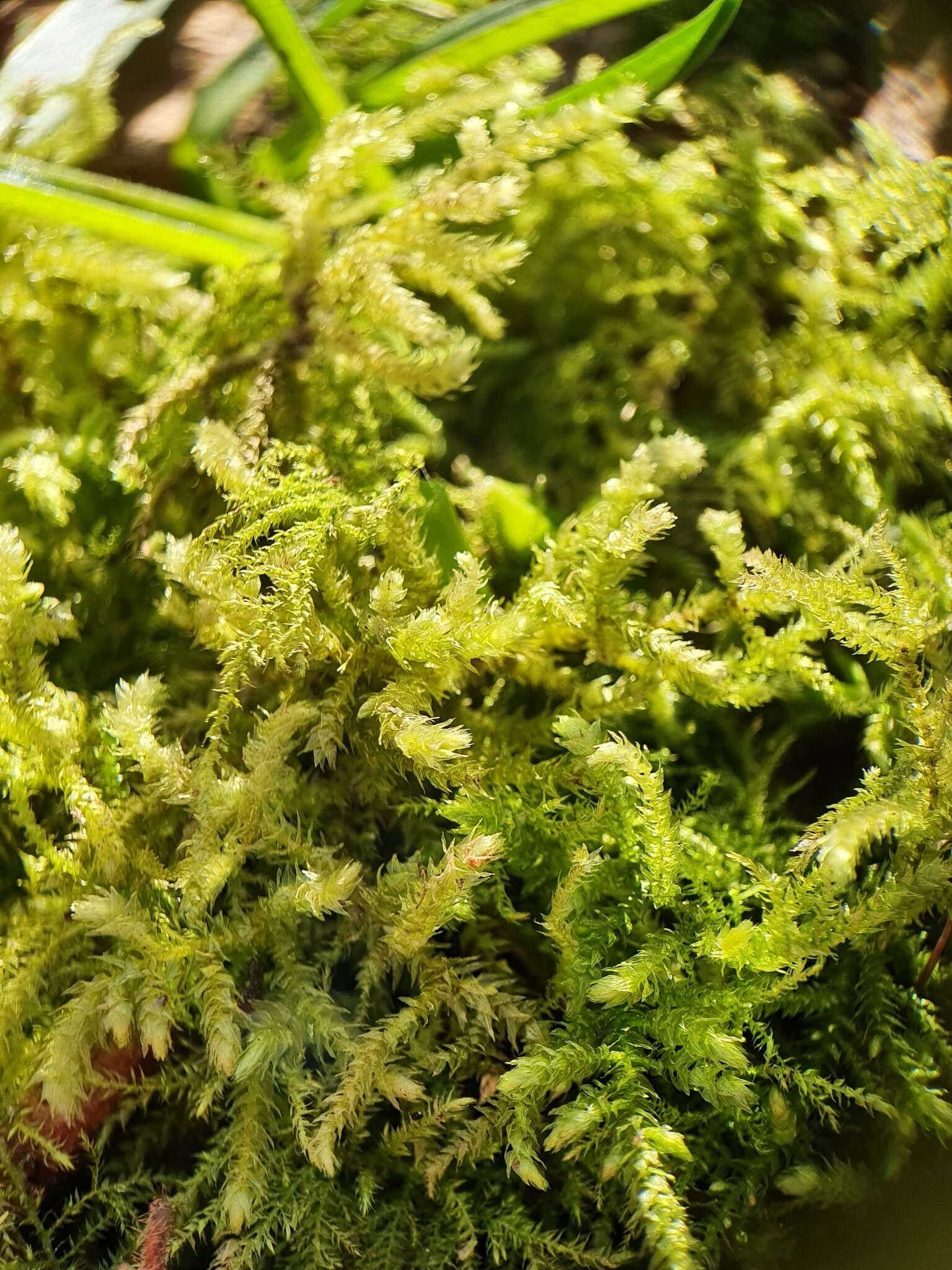 Image of eurhynchium moss