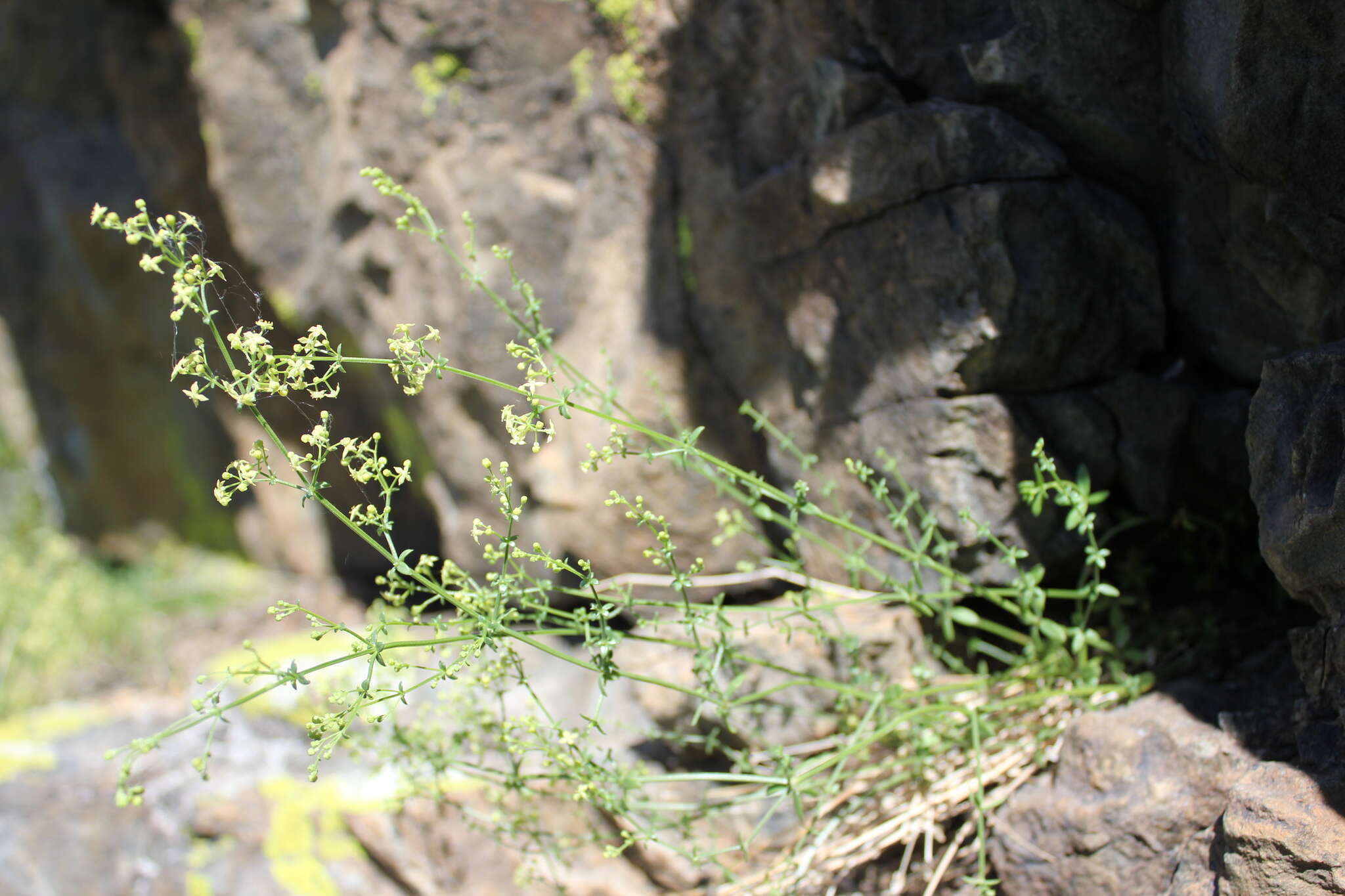 Image of Galium coriaceum Bunge