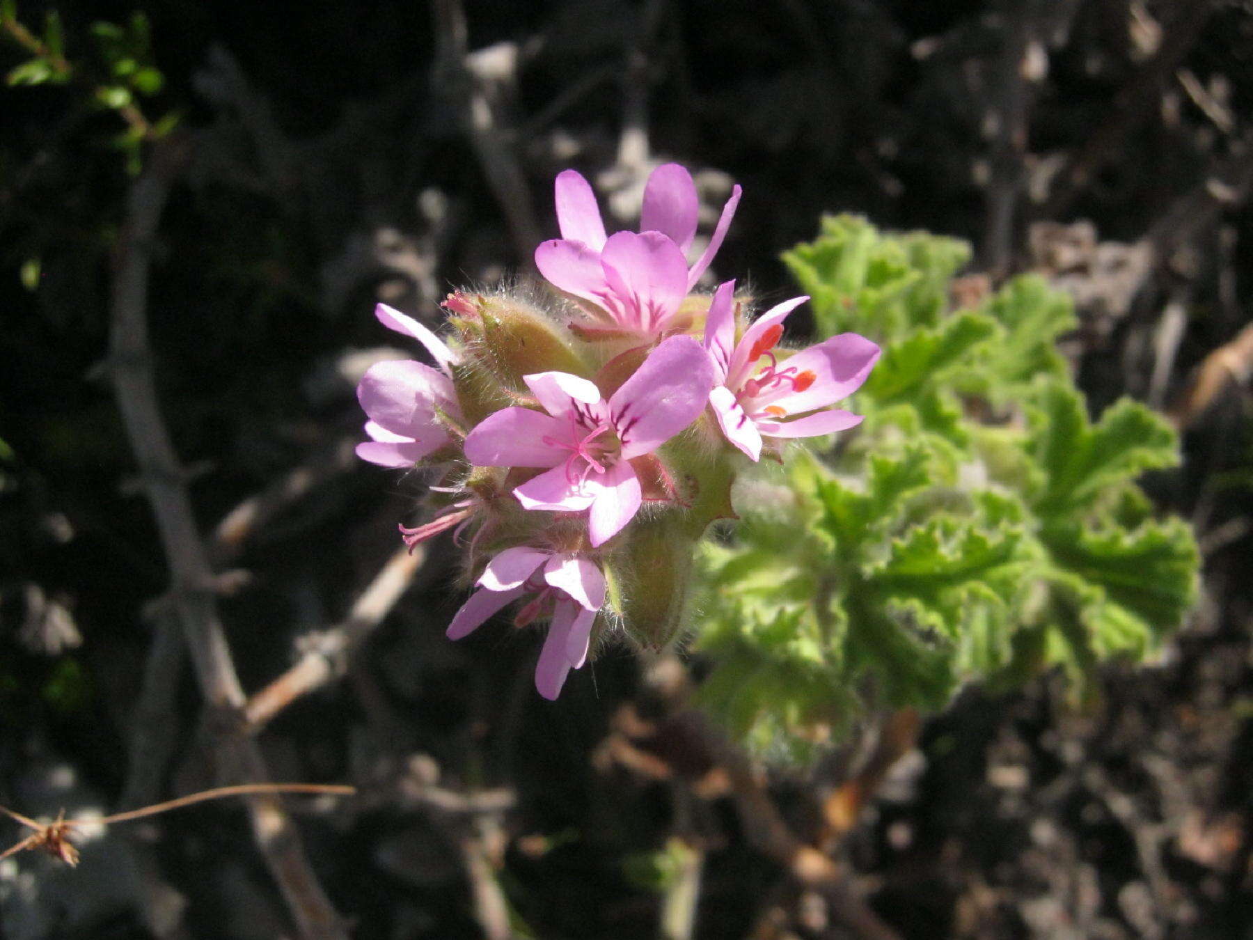 Image of rose scented geranium