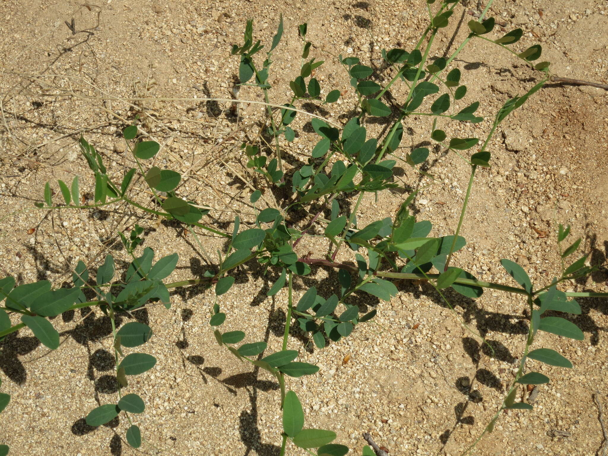 Image of Vicia amurensis Oett.