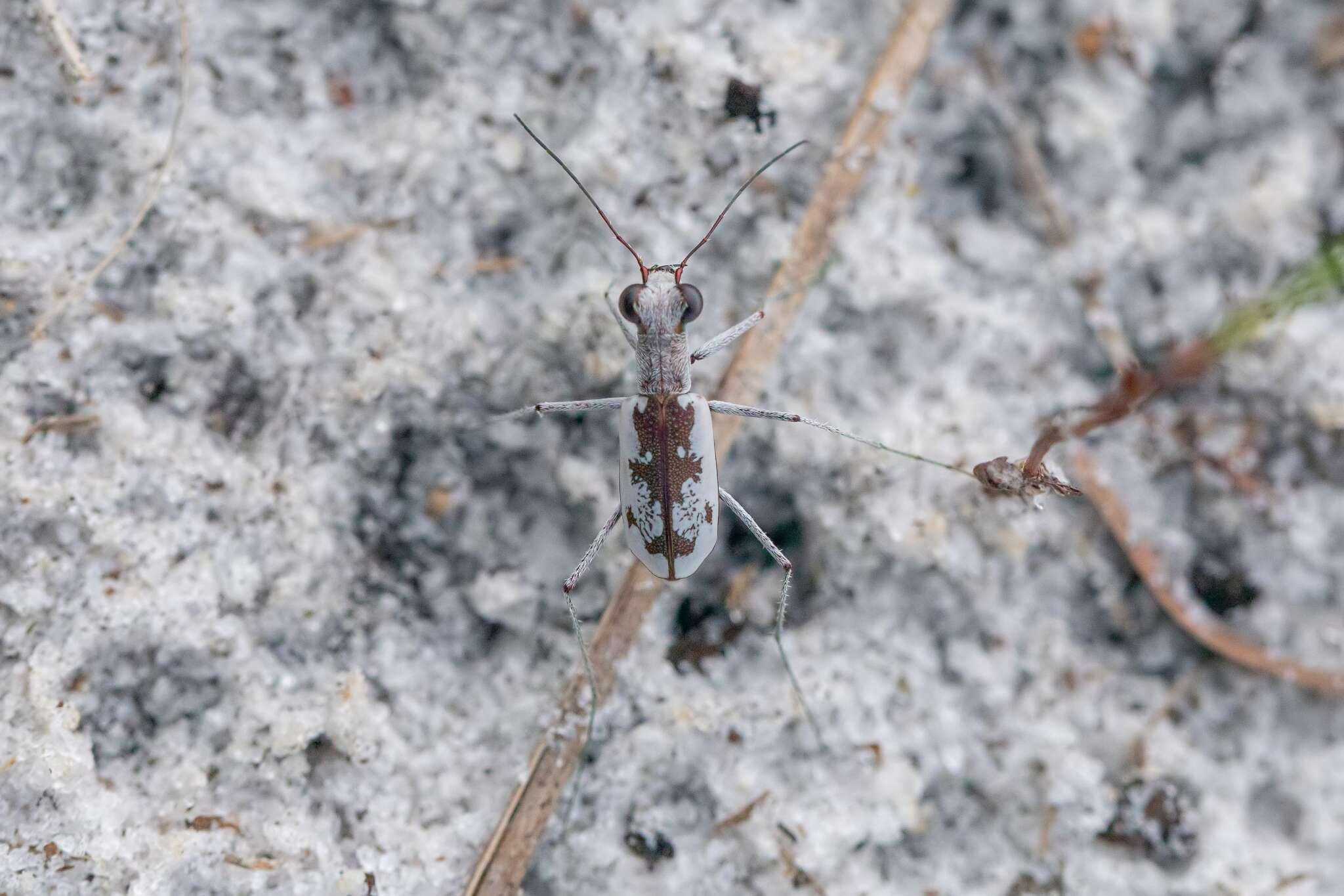 Image of Moustached Tiger Beetle