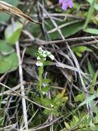 Pombalia parviflora (Mutis ex L. fil.) Paula-Souza resmi