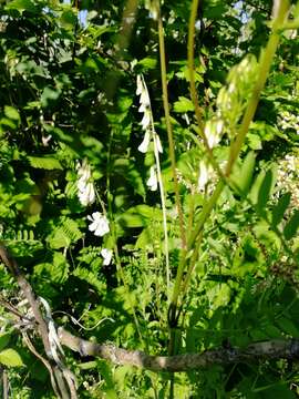 Image of wood vetch