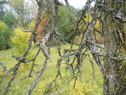 Image of cork elm