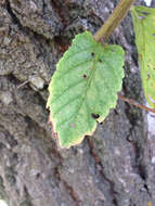 Plancia ëd Ulmus americana L.