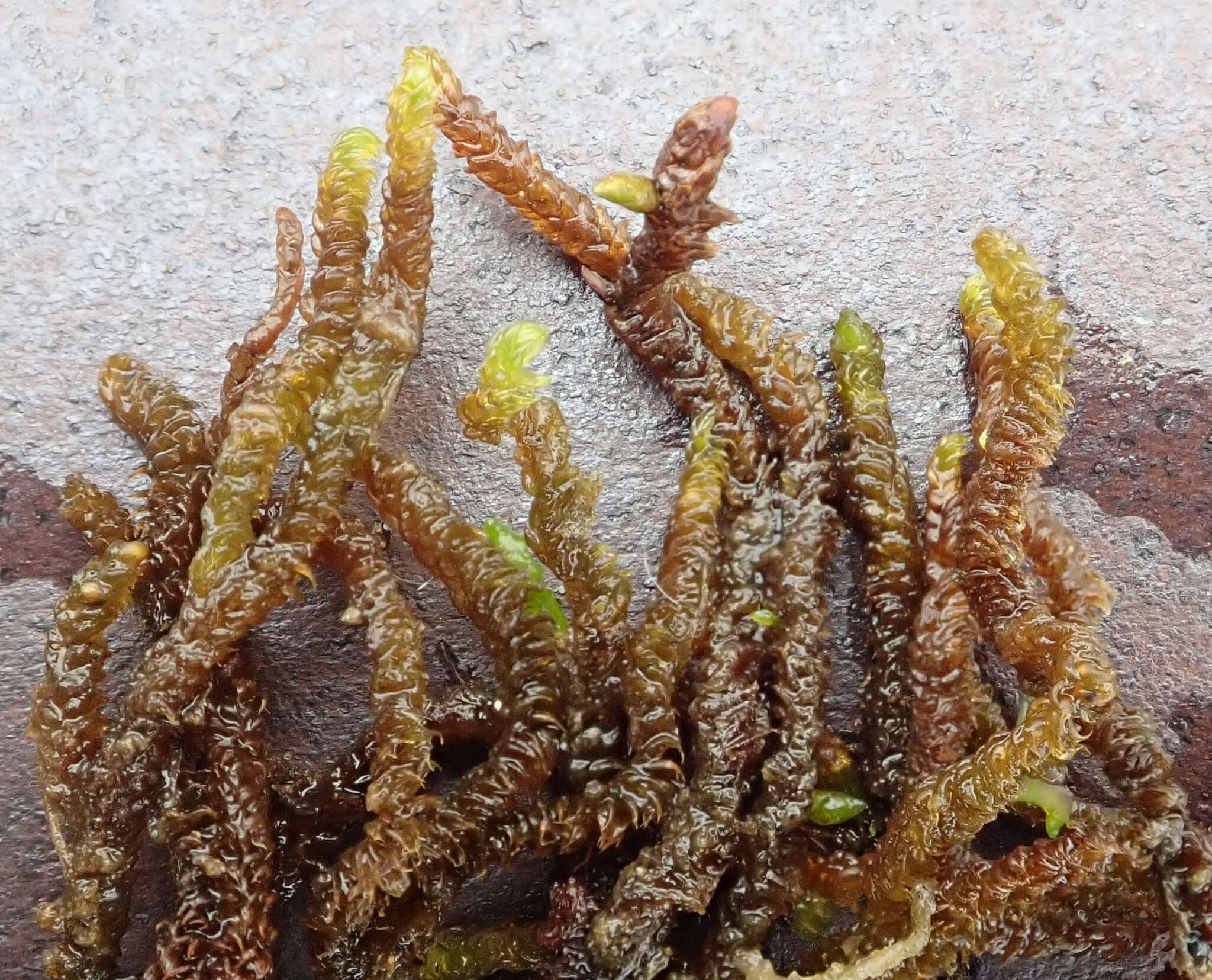 Image of Hooked Scorpion Moss