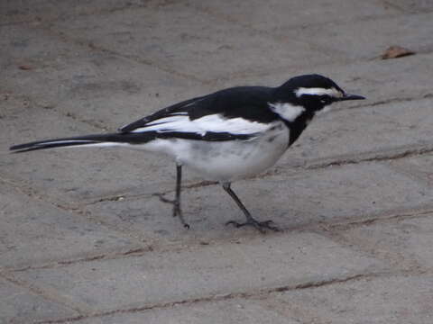 Image of African Pied Wagtail