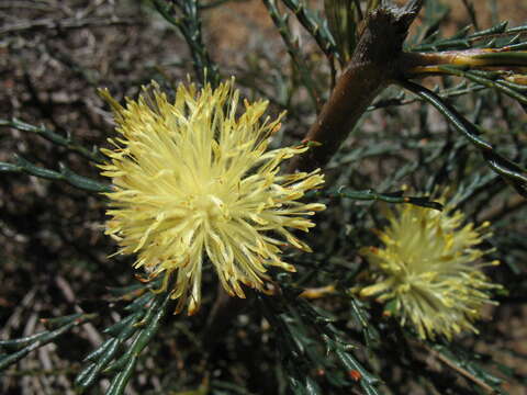 Imagem de Banksia strictifolia A. R. Mast & K. R. Thiele