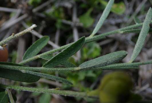 Слика од Crotalaria brevis Domin