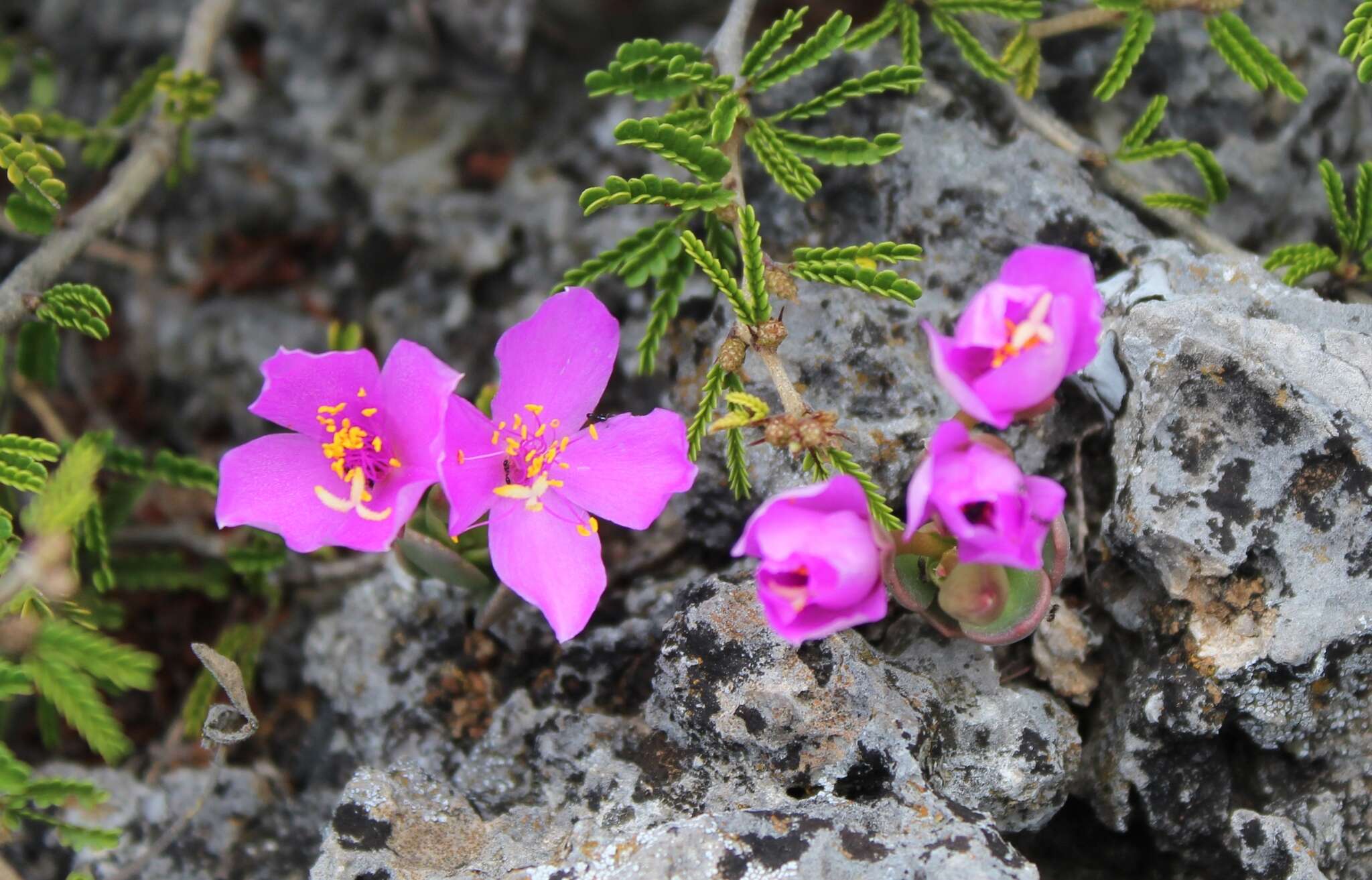 Image of Grahamia coahuilensis (S. Wats.) G. D. Rowley