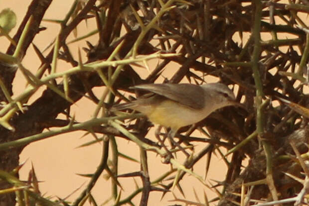 Image of Yellow-bellied Eremomela