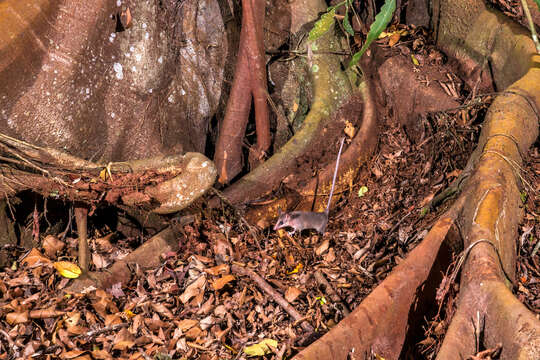 Image of Gray Slender Mouse Opossum