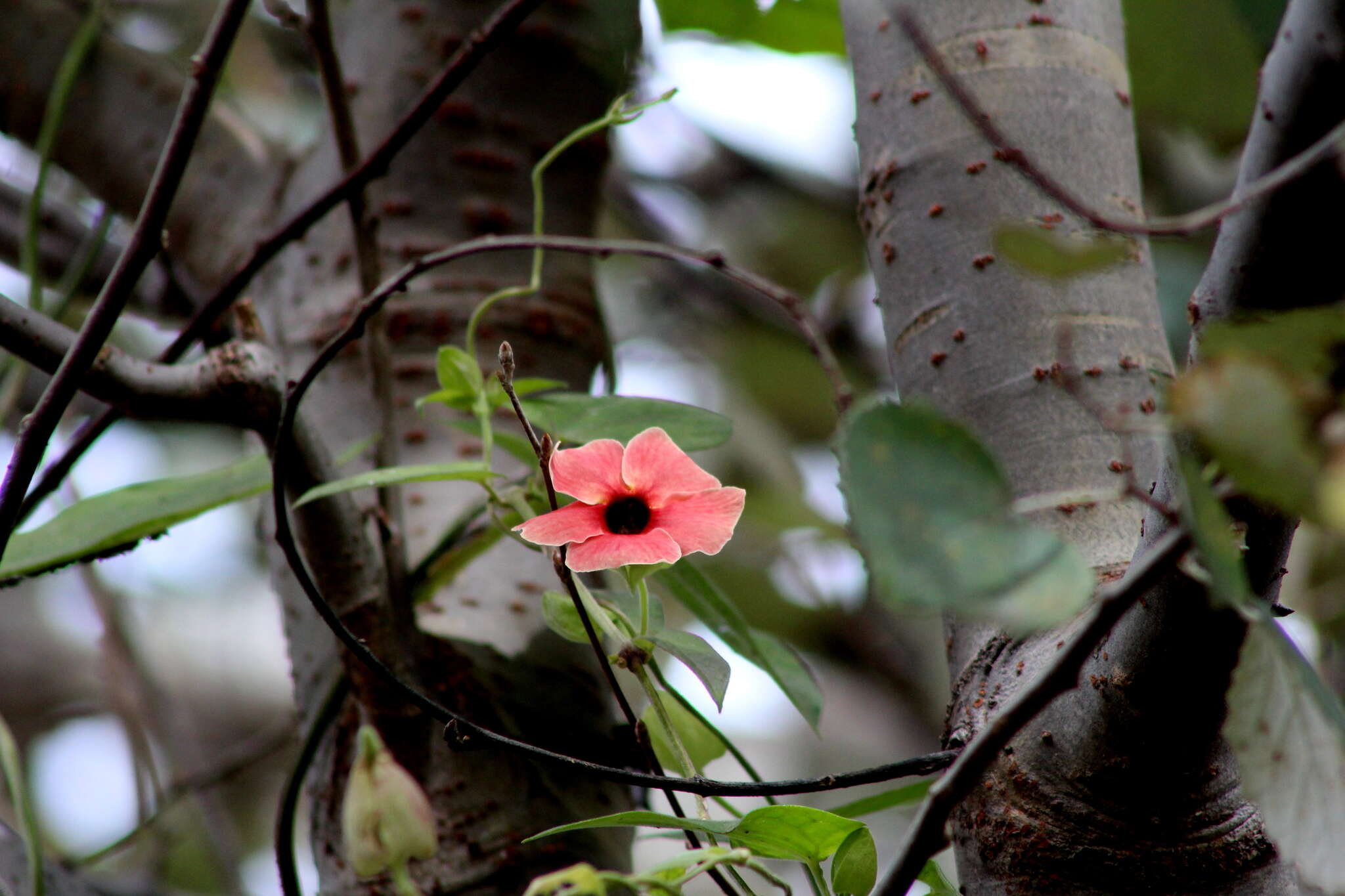 Image de Thunbergia alata Boj. ex Sims