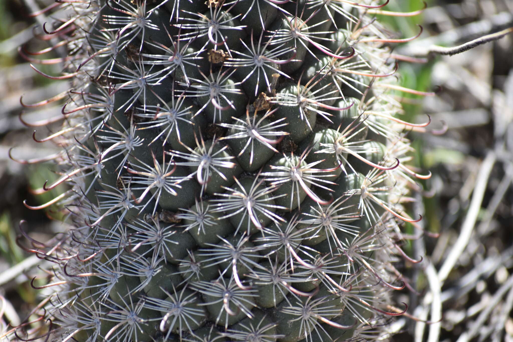 Image of Mammillaria hutchisoniana subsp. hutchisoniana