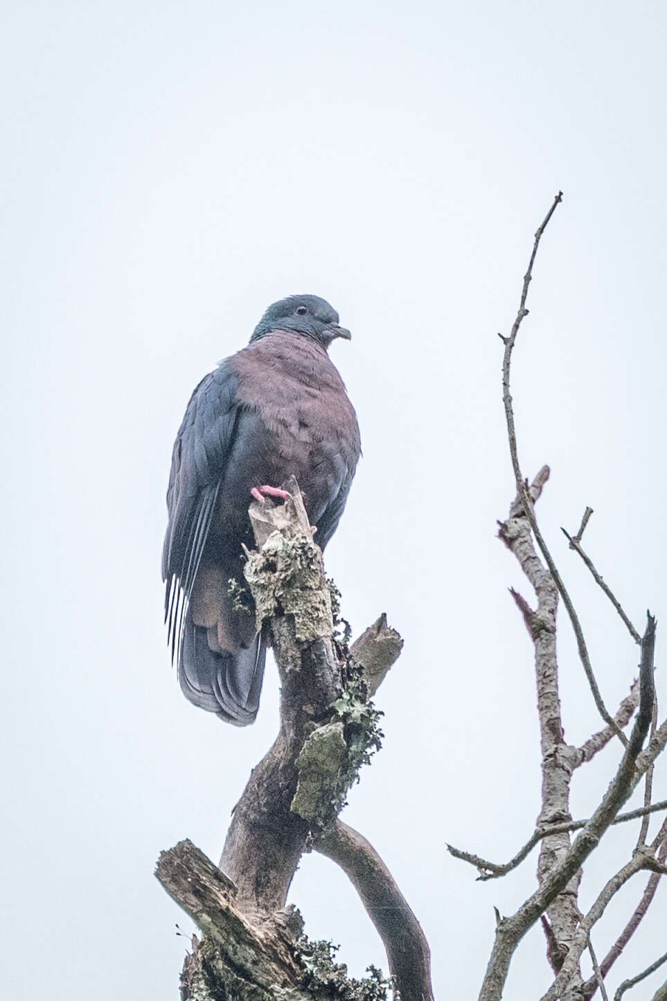 Image of Eastern Bronze-naped Pigeon