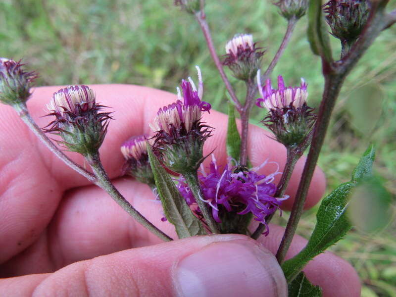 Image de Vernonia glauca (L.) Willd.