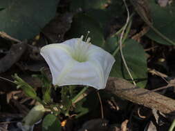 Plancia ëd Ipomoea ampullacea Fern.