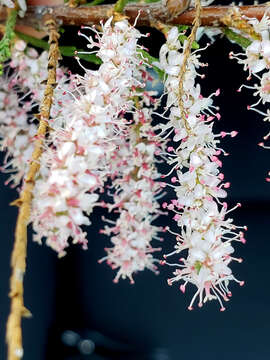 Image of smallflower tamarisk