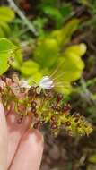 Image of Hirtella paniculata Sw.