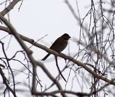 صورة Emberiza leucocephalos Gmelin & SG 1771