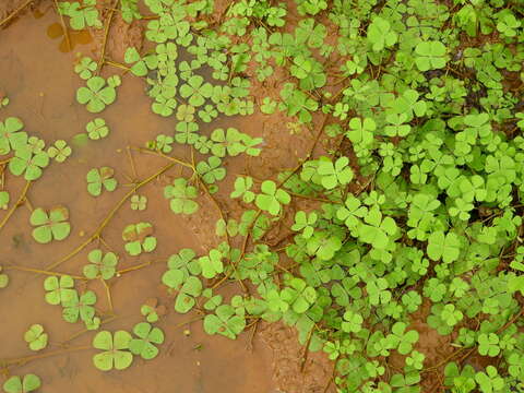 Image of Guayanan Water-Clover