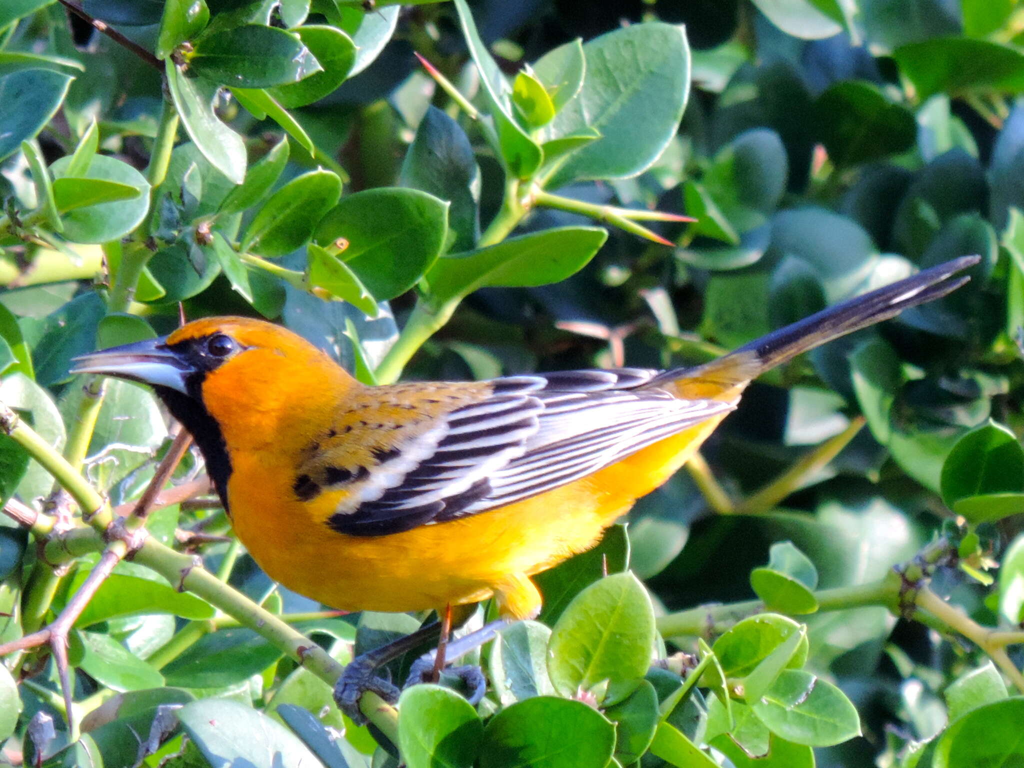 Image de Oriole à dos rayé